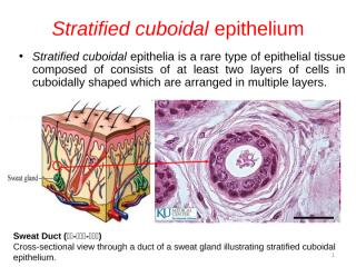 Lecture Epithelium 2.ppt